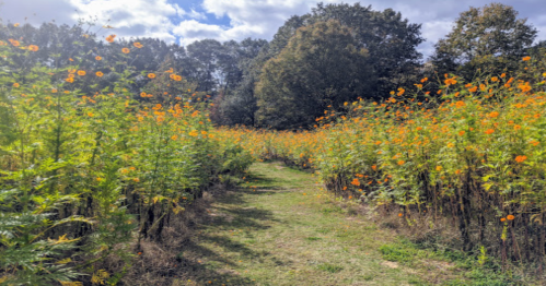 A vibrant path through a field of orange flowers under a partly cloudy sky, surrounded by trees.