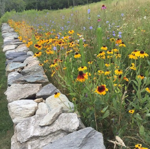 A stone wall lined with vibrant yellow and purple wildflowers in a lush green field.