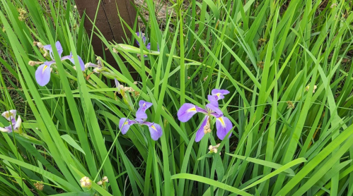 Purple irises bloom among lush green grass, creating a vibrant natural scene.