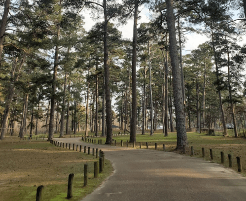 A winding path through a lush forest with tall trees and a serene atmosphere.
