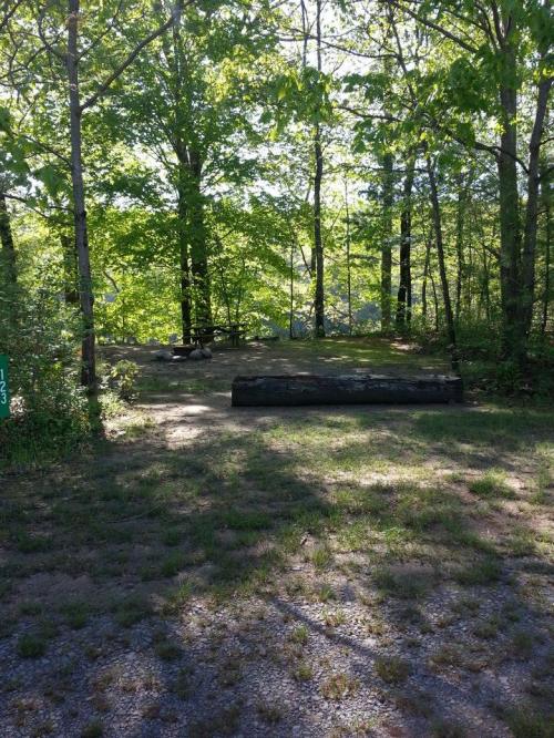 A serene forest scene with green trees, a log on the ground, and a clear area for sitting or gathering.