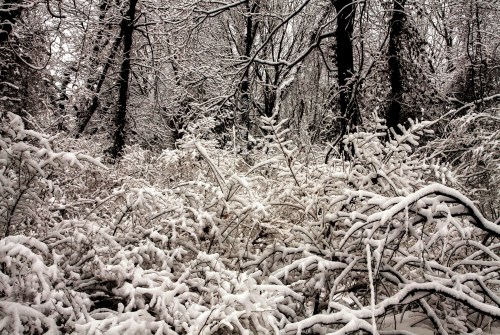 A snowy landscape with trees and bushes covered in a thick layer of white snow, creating a serene winter scene.