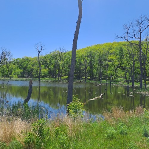 A serene landscape featuring a calm pond surrounded by lush green trees and a clear blue sky.
