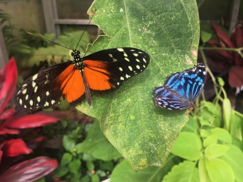 Two butterflies resting on a green leaf: one orange with black spots, the other vibrant blue with black patterns.