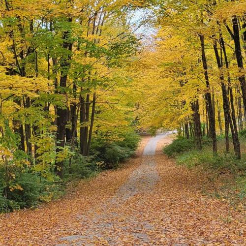 A winding path through a forest of vibrant yellow autumn leaves, with a carpet of fallen leaves on the ground.