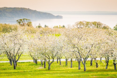 Blossoming apple trees in a lush green field with a serene lake and distant hills in the background.