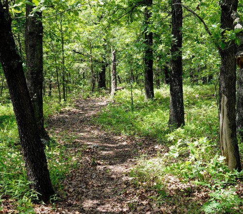 A winding dirt path through a lush green forest with tall trees and scattered leaves on the ground.