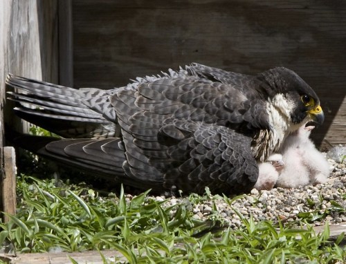 A peregrine falcon sits on its nest, protecting fluffy chicks on a gravel surface surrounded by green grass.