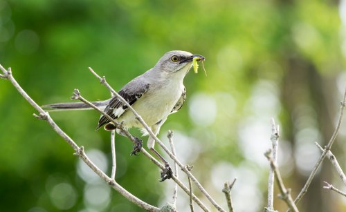 A gray bird perched on a branch, holding a green caterpillar in its beak, with a blurred green background.