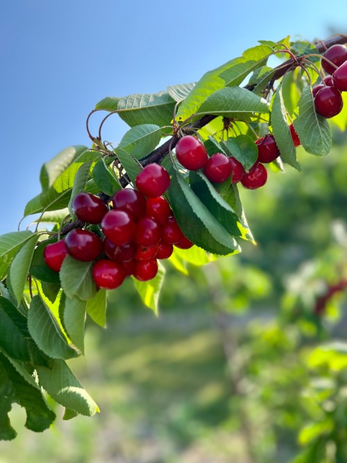 A close-up of a cherry branch with ripe red cherries and green leaves against a bright blue sky.