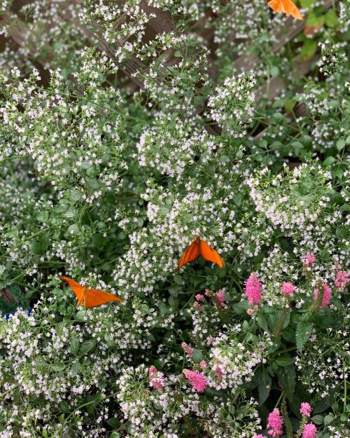A lush garden filled with small white flowers and vibrant orange butterflies among green foliage.