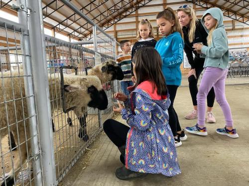 A group of children interacts with sheep in a barn, some feeding them while others watch and chat.