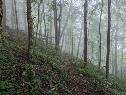 A lone hiker walks along a misty forest trail, surrounded by tall trees and lush greenery.