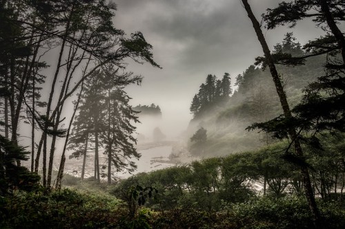 Foggy coastal landscape with trees, rocky formations, and a river, creating a mysterious, serene atmosphere.
