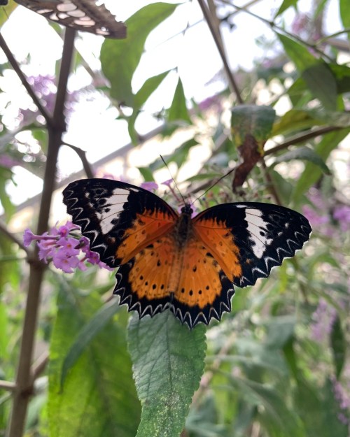 A vibrant orange and black butterfly perched on a green leaf among purple flowers.