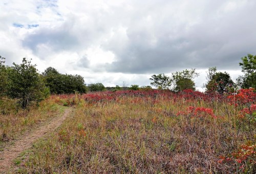 A grassy path winds through a field with vibrant red foliage and scattered trees under a cloudy sky.