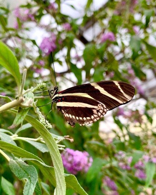 A black and white striped butterfly perched on green leaves, surrounded by soft pink flowers.