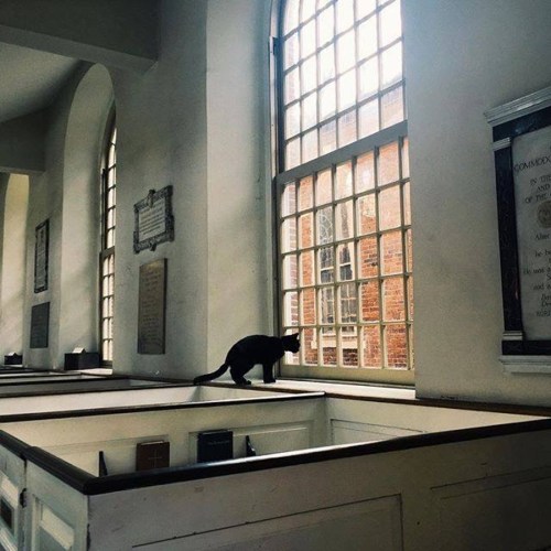 A black cat stands on a church pew, gazing out a large window with sunlight streaming in.