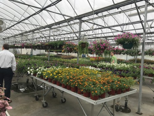 A greenhouse filled with vibrant flowers in pots, with people browsing among the plants.