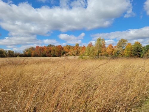 A golden field with tall grass in the foreground, vibrant autumn trees in the background under a blue sky with clouds.