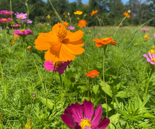 A vibrant field of wildflowers featuring orange, pink, and purple blooms amidst lush green grass.