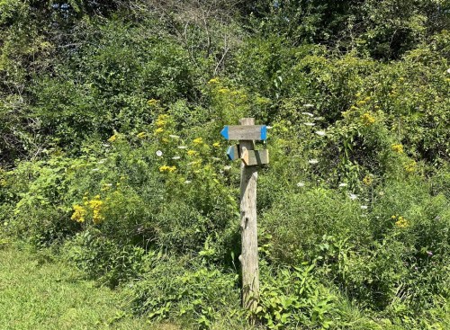 A wooden signpost with blue arrows stands amidst lush green foliage and wildflowers.