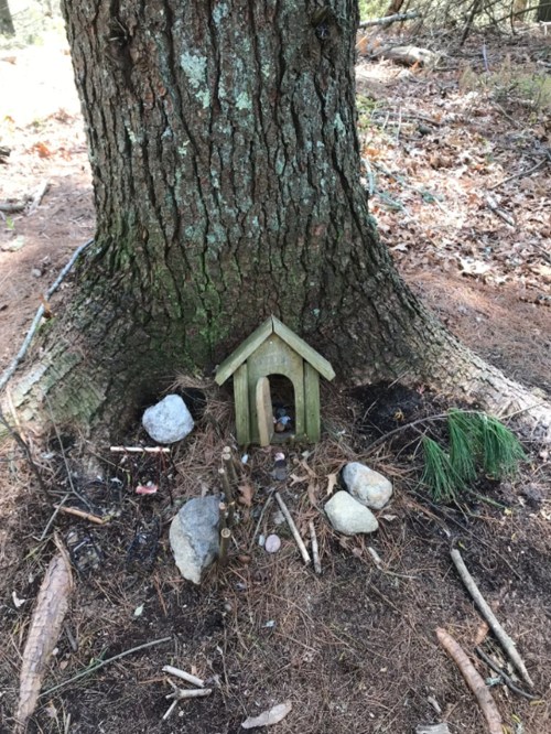 A small wooden house nestled at the base of a tree, surrounded by rocks and pine needles in a forest setting.