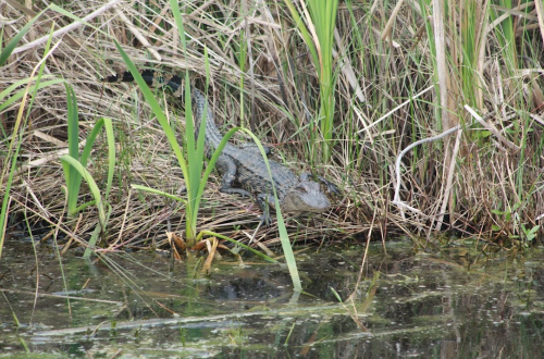 A crocodile resting among tall grasses by the water's edge, partially camouflaged in its natural habitat.