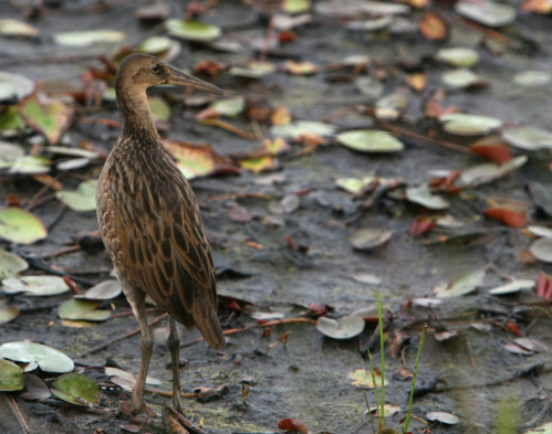 A brown bird stands on muddy ground surrounded by lily pads and water, with a blurred natural background.