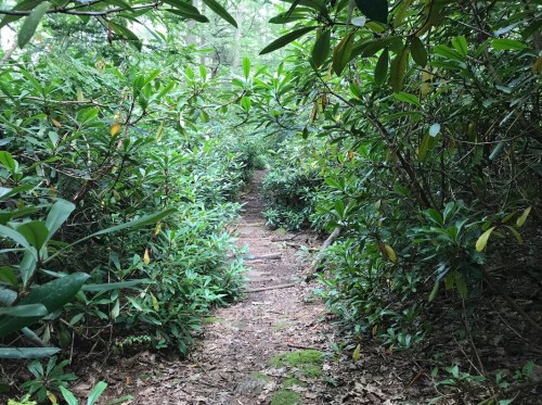 A narrow dirt path winding through dense green foliage in a forested area.
