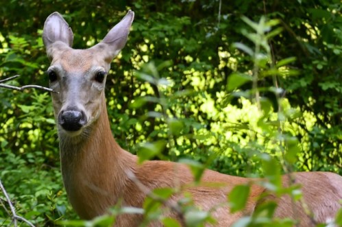 A deer stands among green foliage, looking curiously at the camera in a natural setting.
