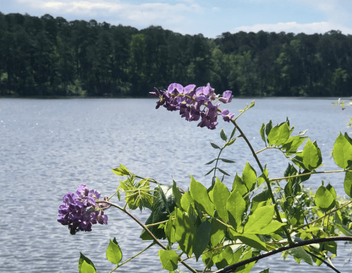 A close-up of purple flowers on a green branch, with a calm lake and trees in the background under a clear sky.