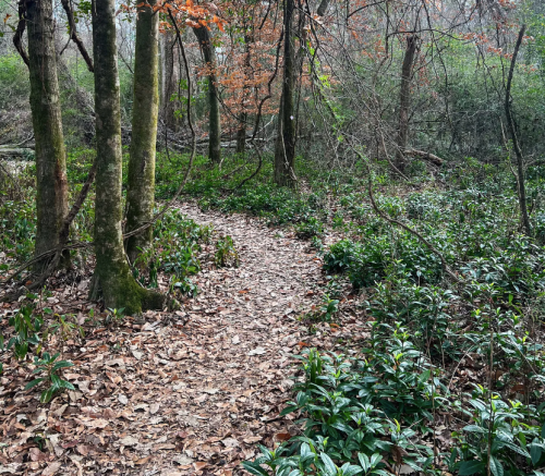 A winding dirt path through a forest, surrounded by green plants and fallen leaves, with trees in the background.