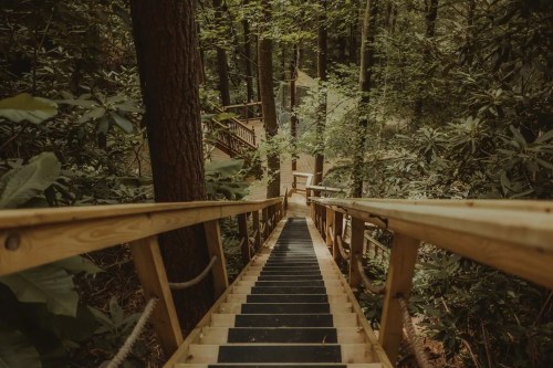 A wooden staircase descends through a lush, green forest, surrounded by trees and foliage.