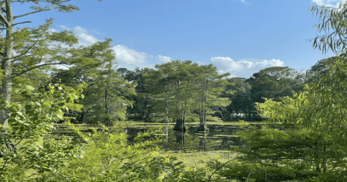 waterfront image surrounded by green trees