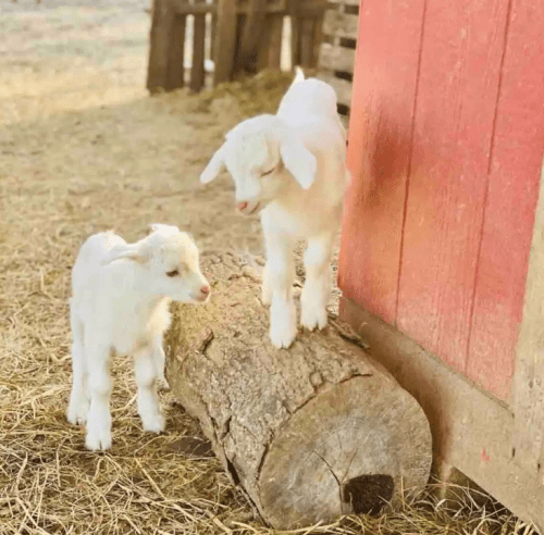 Two playful white goat kids explore a log near a red barn on a sunny day.