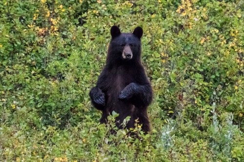 A black bear stands upright among lush green foliage, surrounded by vibrant plants.