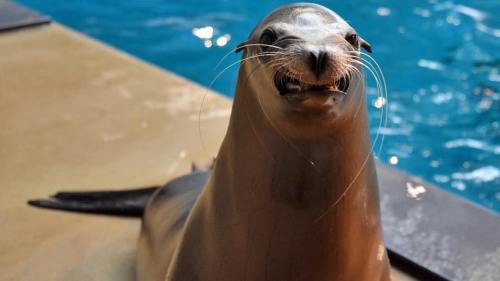 A smiling seal with whiskers resting on a platform near water.