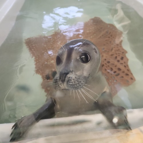 A curious seal pup with large eyes swims in a shallow tank, looking up from the water's surface.