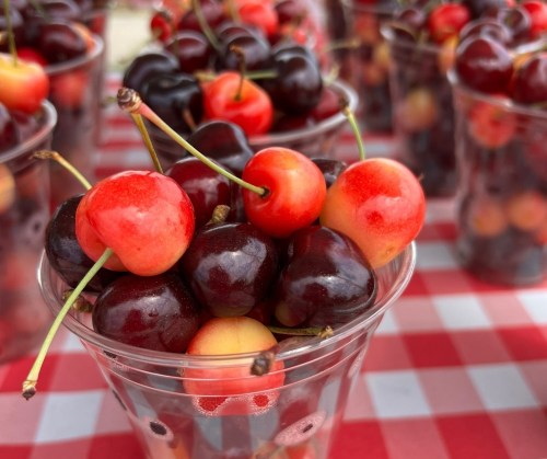 A close-up of clear cups filled with red and dark cherries on a red and white checkered tablecloth.
