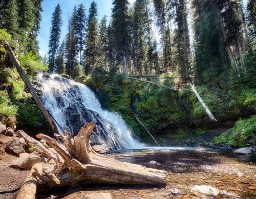 A serene waterfall cascades into a clear pool, surrounded by lush greenery and tall trees under a bright blue sky.