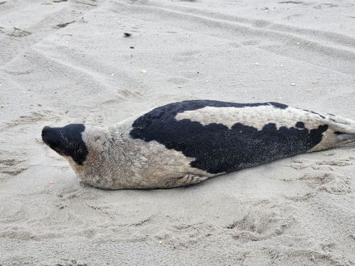 A seal with a black and gray spotted coat resting on sandy beach.