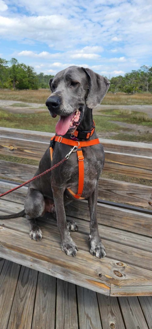 A gray dog wearing an orange harness sits on a wooden platform, looking content with its tongue out.