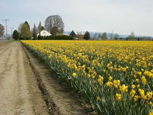 A vibrant field of yellow daffodils alongside a dirt road, with a house and trees in the background under a clear sky.