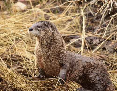 A wet otter sits among dry grass, looking curiously to the side in its natural habitat.
