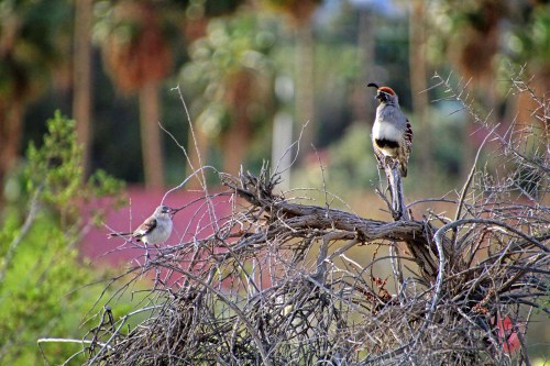 Two birds perched on a dry branch, surrounded by greenery and palm trees in the background.
