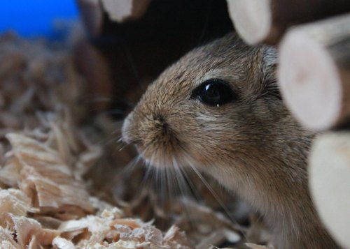 A close-up of a small rodent peeking out from between wooden logs, surrounded by soft bedding.