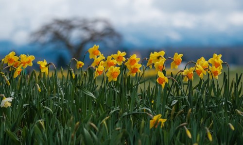 A field of vibrant yellow daffodils in front of a blurred tree and mountains under a cloudy sky.