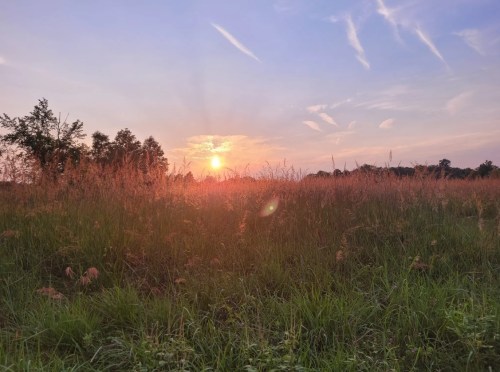 A sunset over a grassy field, with tall grass illuminated by warm golden light and a clear sky.