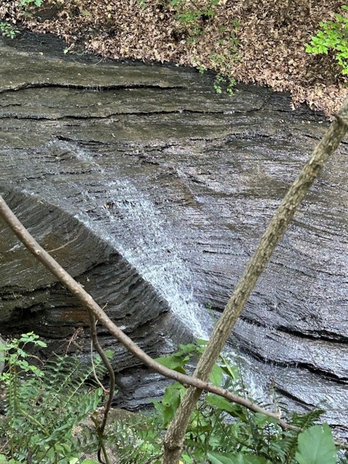 A serene stream flows over rocky terrain, surrounded by lush greenery and fallen leaves.